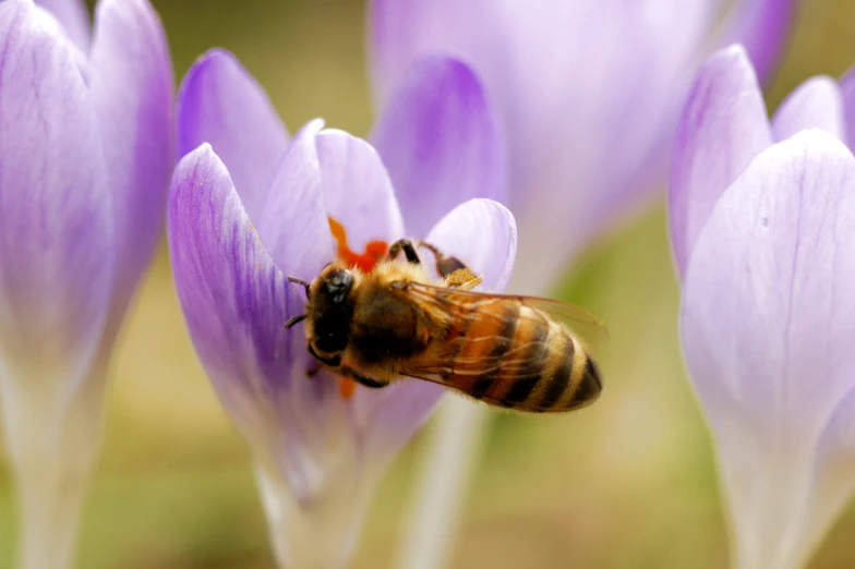 there is a bee sitting on top of some flowers