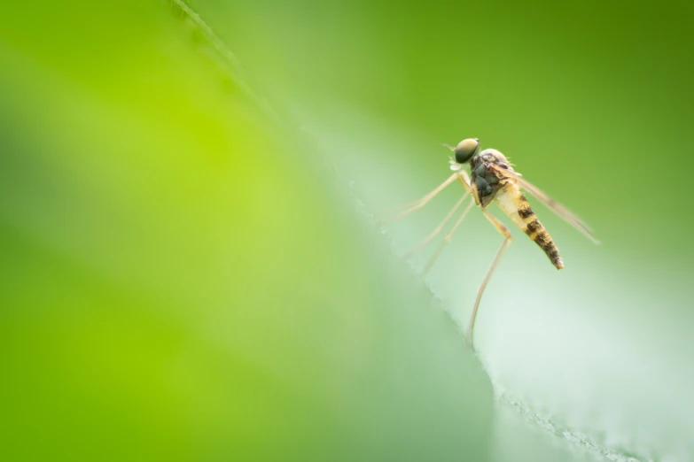 a insect with an orange on its back is sitting on the edge of a stem