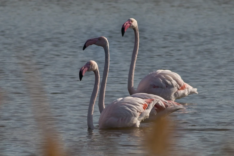 three birds that are standing in the water together