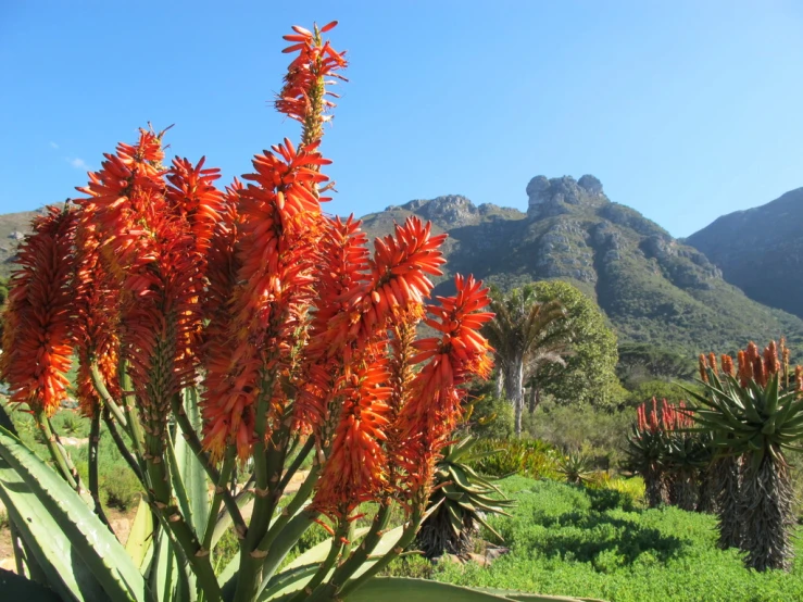 a view of mountains in the distance from some plants