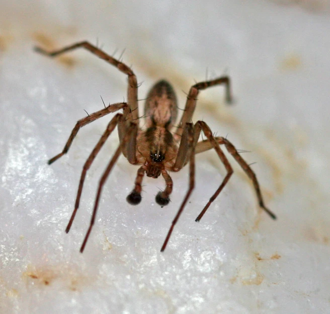 a close up of a brown spider with brown eyes