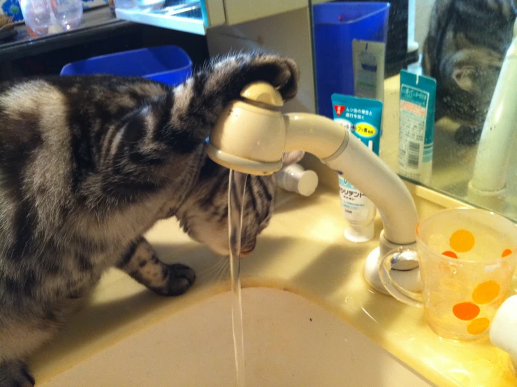 a grey and black cat drinking from a faucet that runs through it