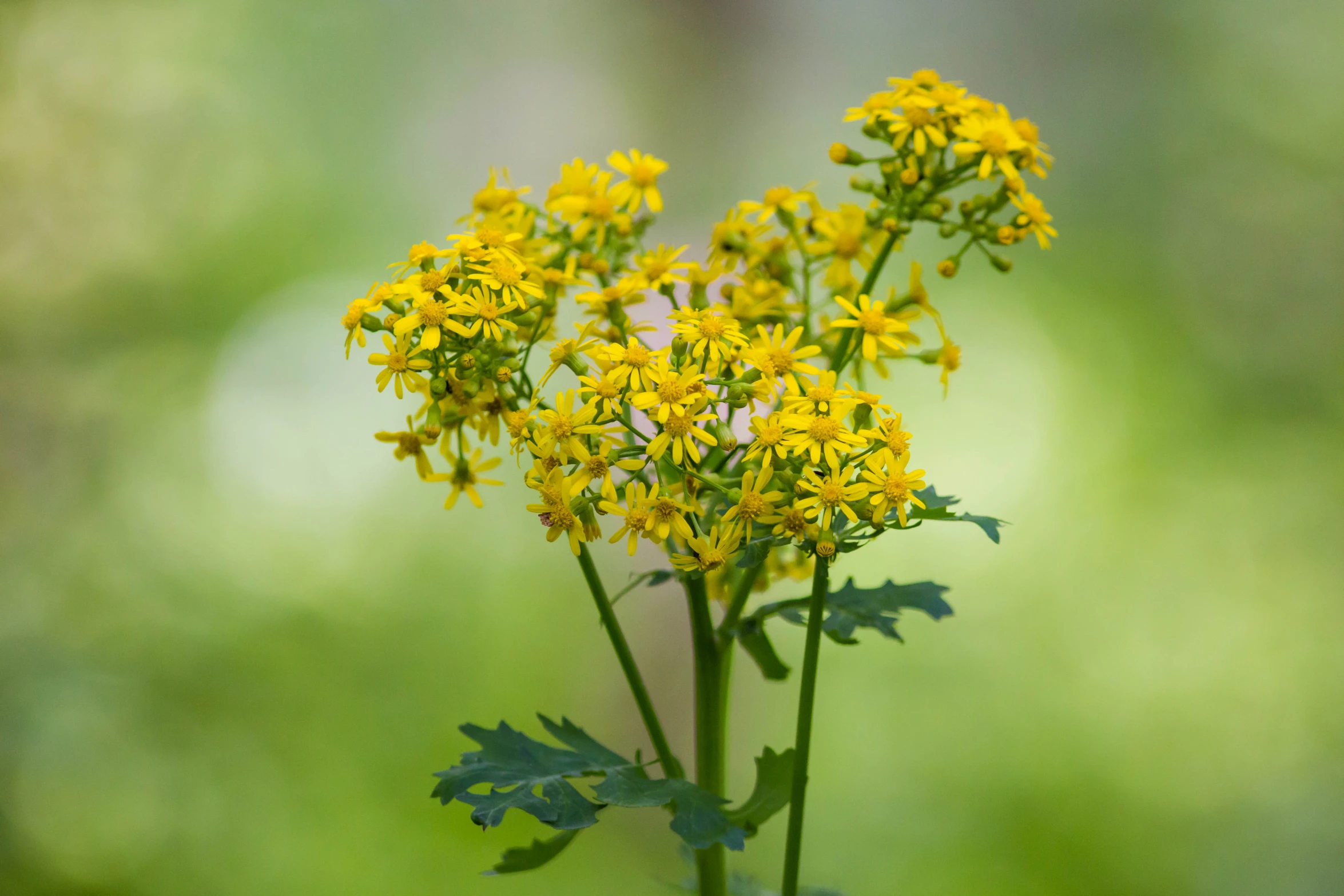 there are small yellow flowers that are standing up