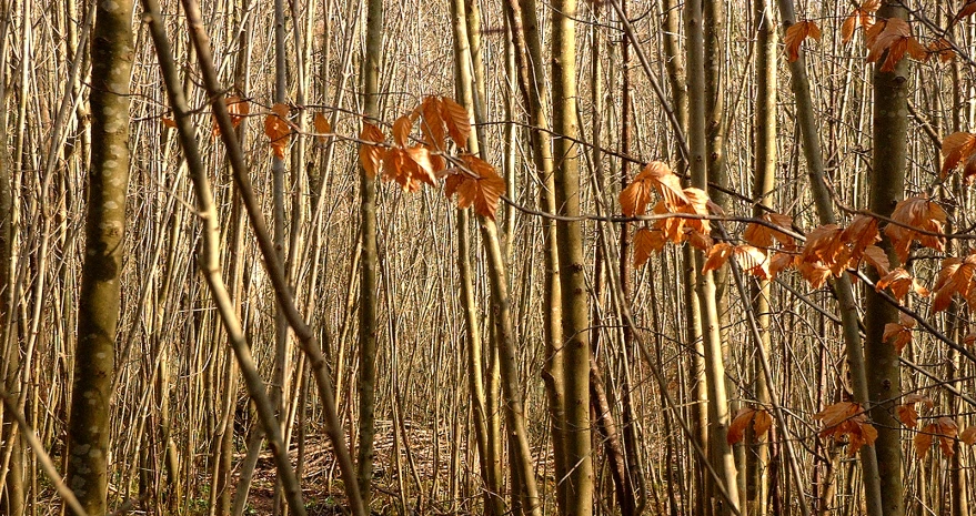 tall, thin trees with brown leaves are in the forest