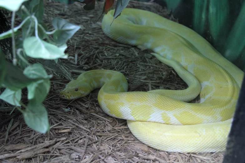 a yellow snake is curled up against the side