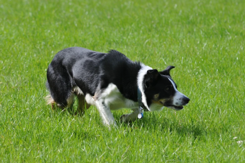 a dog walking in the grass with its mouth open