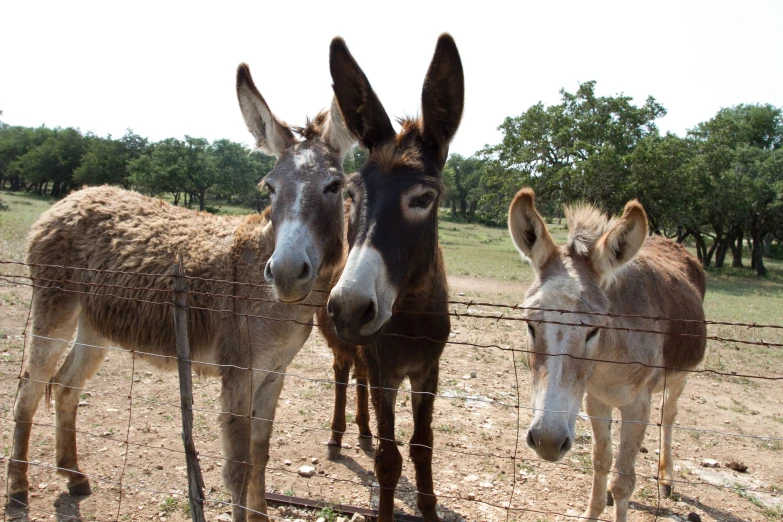 three donkeys look at the camera from behind a barbed wire fence