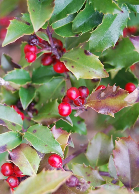 a tree with lots of green leaves and red berries on it