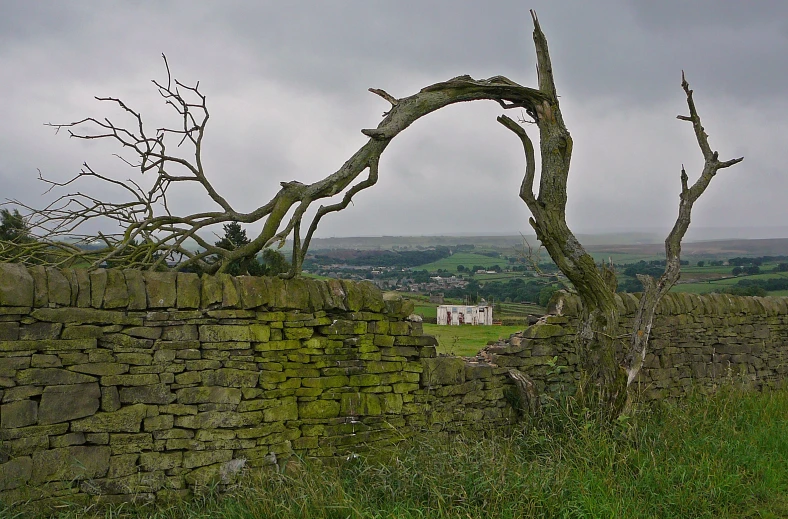 an old tree leans over a dry stone wall