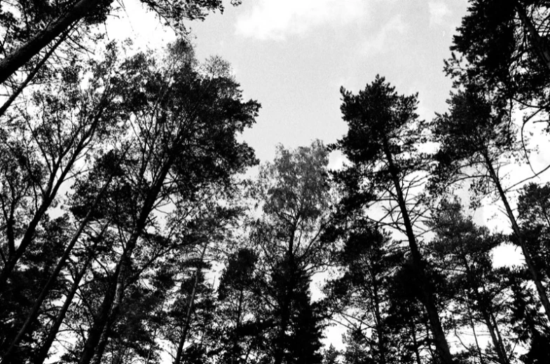 silhouette of trees against cloudy sky in black and white