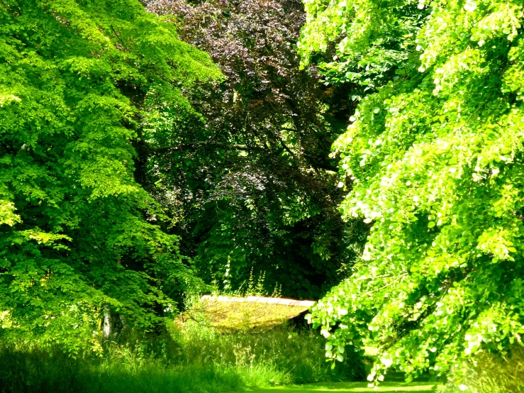 a road in the woods that is shaded by tall trees