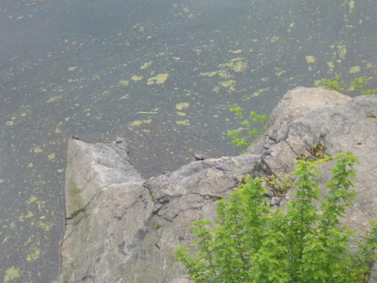 two trees are near some rocks in the water