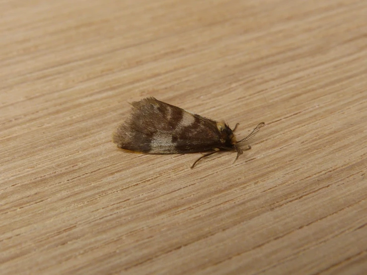 a small white moth is sitting on a wooden surface