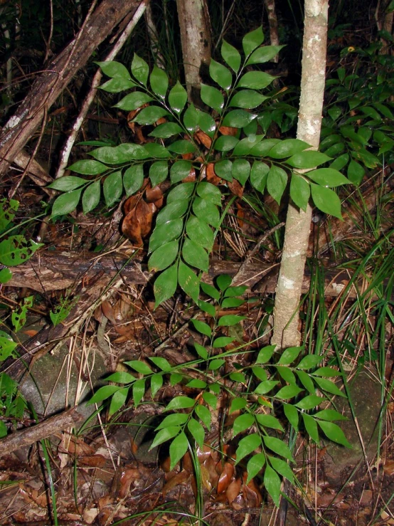 a small fern in the middle of a forest