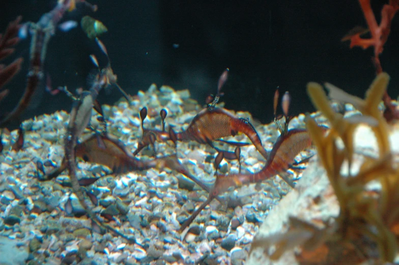 a large group of sea sluggies in a aquarium