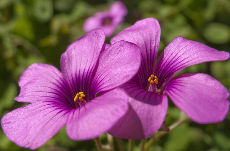 purple flowers with green leaves in the background