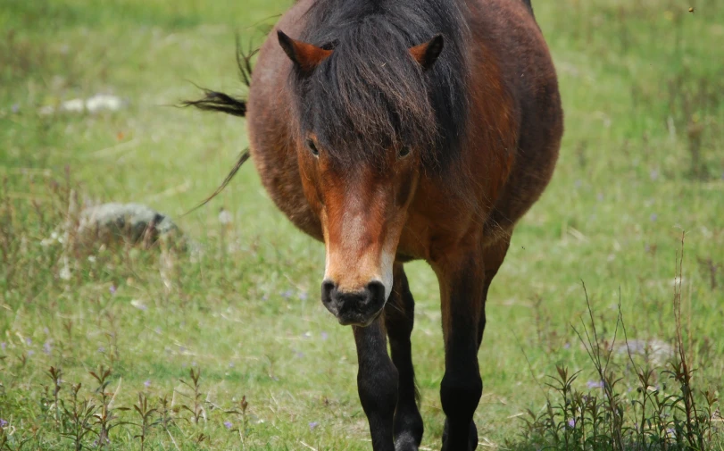 a brown and black horse is walking in a green field