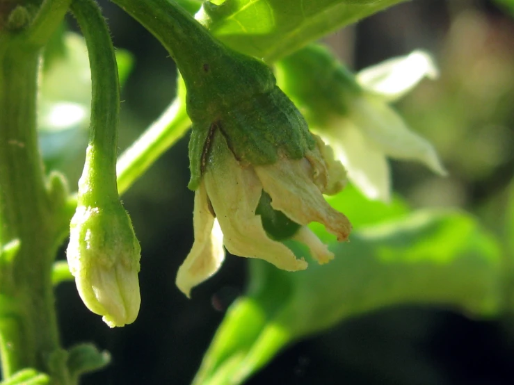 a close up of a very pretty flower with bud