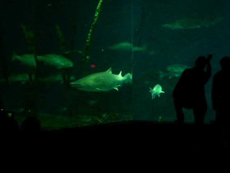 two people are looking at fish through a glass window