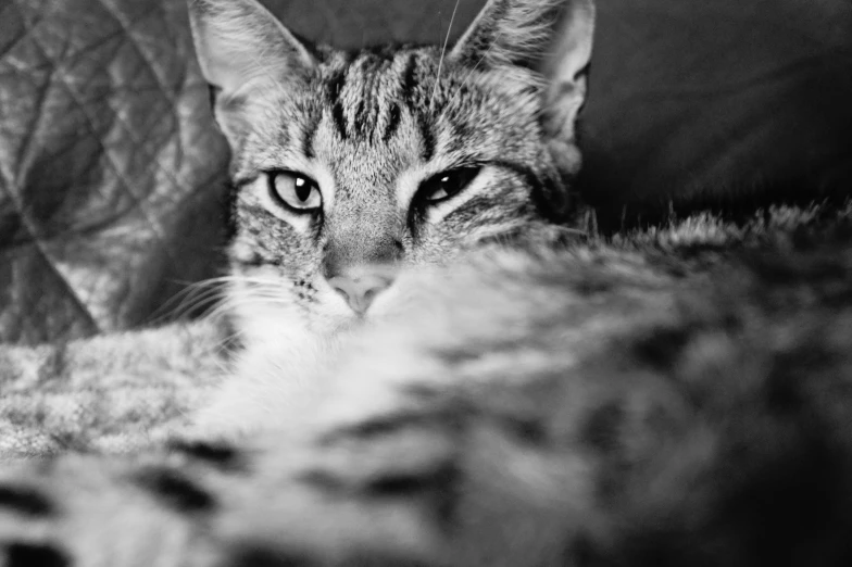 black and white po of a cat with blue eyes