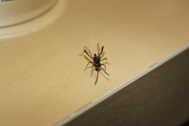 this is a small spider sitting on top of a counter