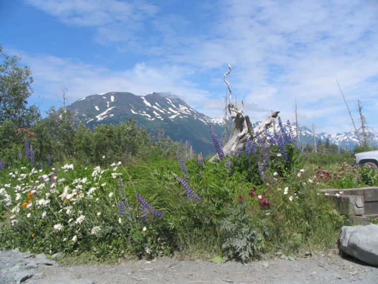 a white car is parked in a field full of flowers