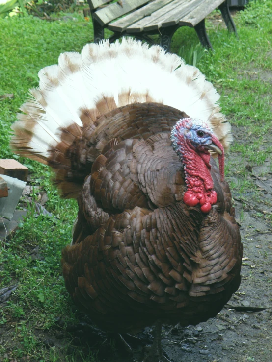 a large turkey walks in the grass near benches