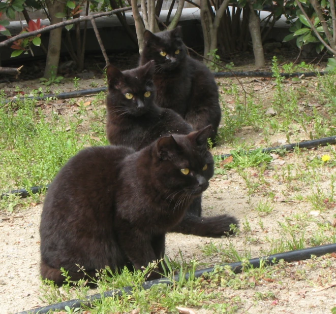 three cats are sitting on the ground in a field