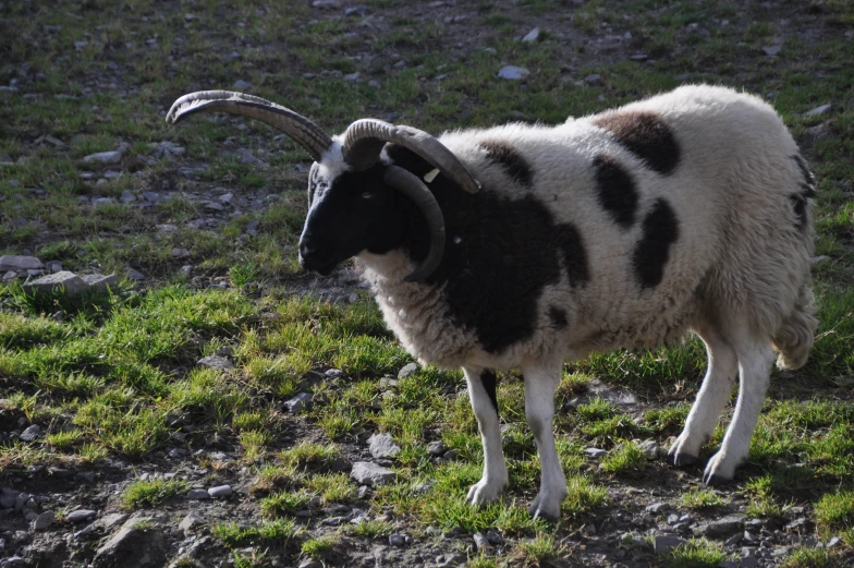 the ram is standing in the grass with long horns