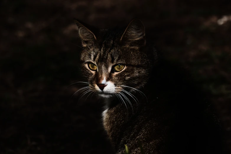 a brown tabby cat in the dark outside