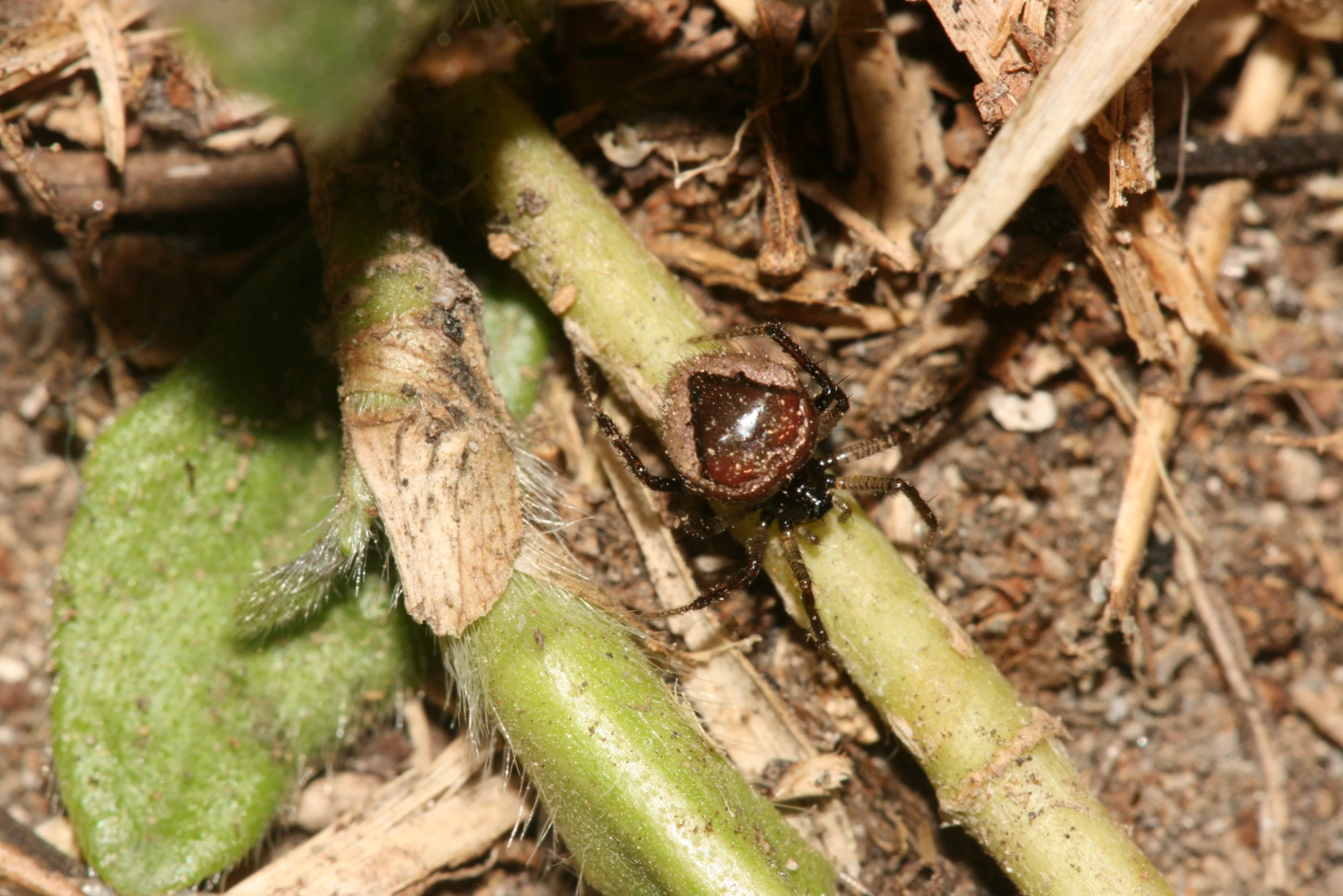 a very small bug that is on the ground