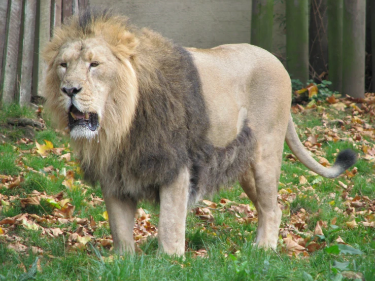 a lion stands on a grassy lawn in the leaves