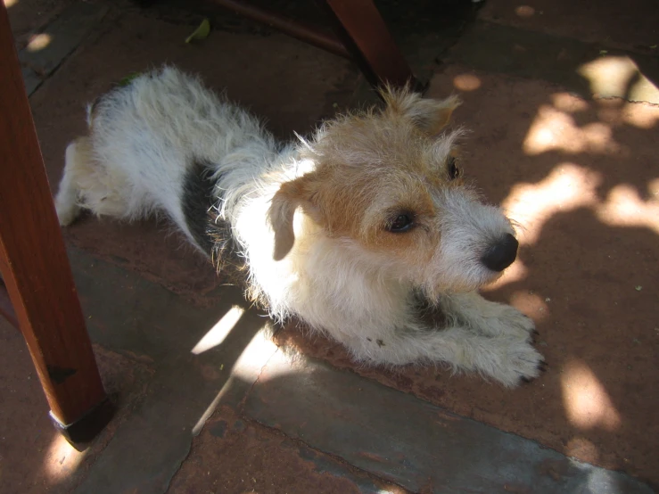 a gy white dog laying on the ground under a chair