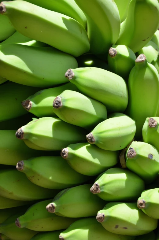 there are bunches of bananas that is green