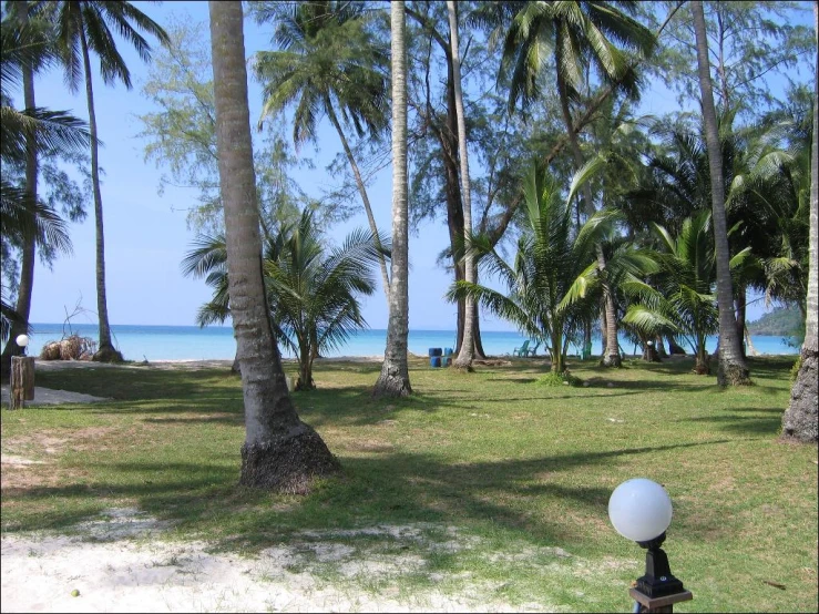 a beach with palm trees and a person in the water