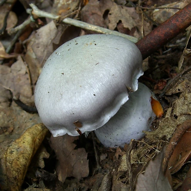 white mushrooms on the ground surrounded by brown leaves