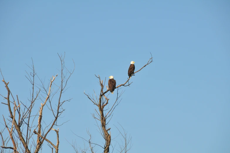 two bald eagles sitting on top of a tree