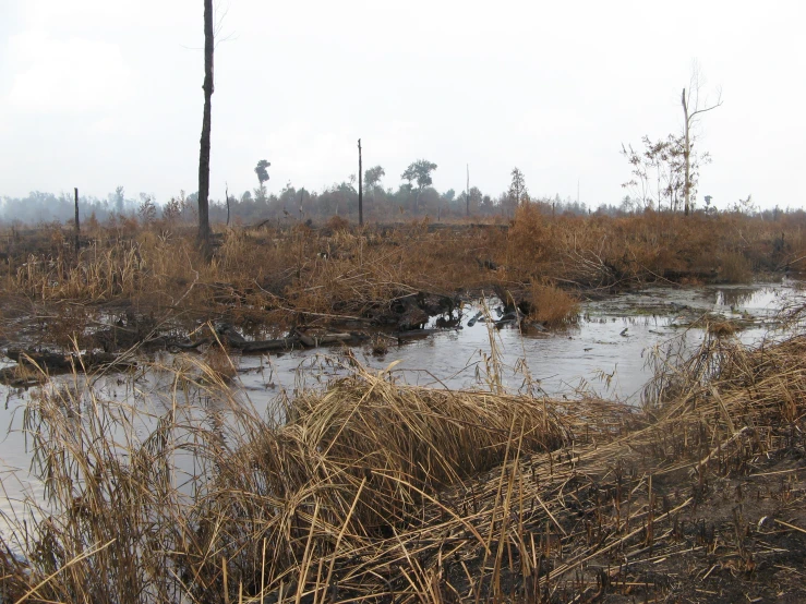 there is an swamp with a stream flowing into it