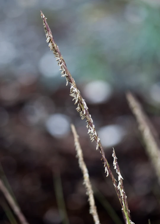 plants in the foreground, with a blurry background