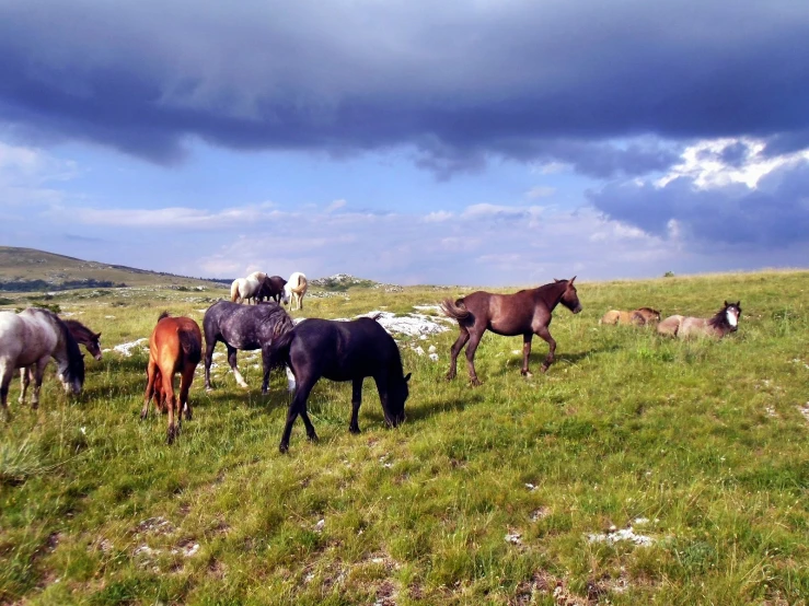 horses grazing on green grass on a hill