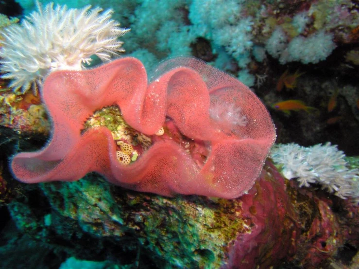 a close up of an underwater coral near many other creatures