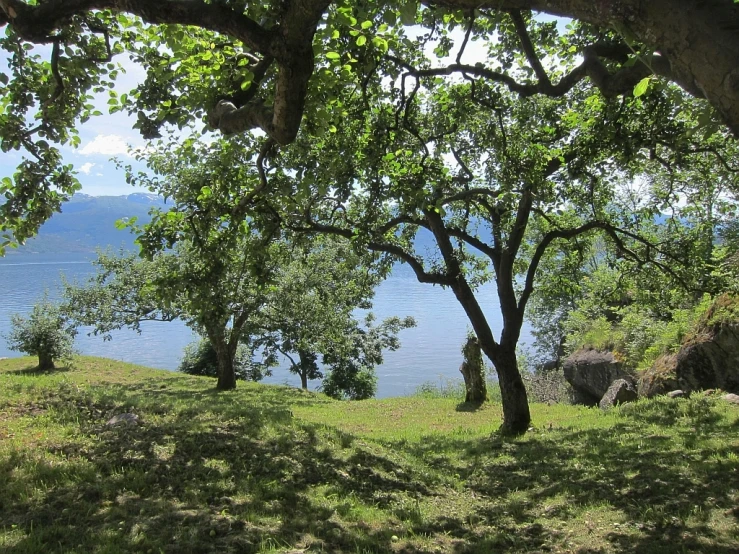 a po of trees and grass on the shore