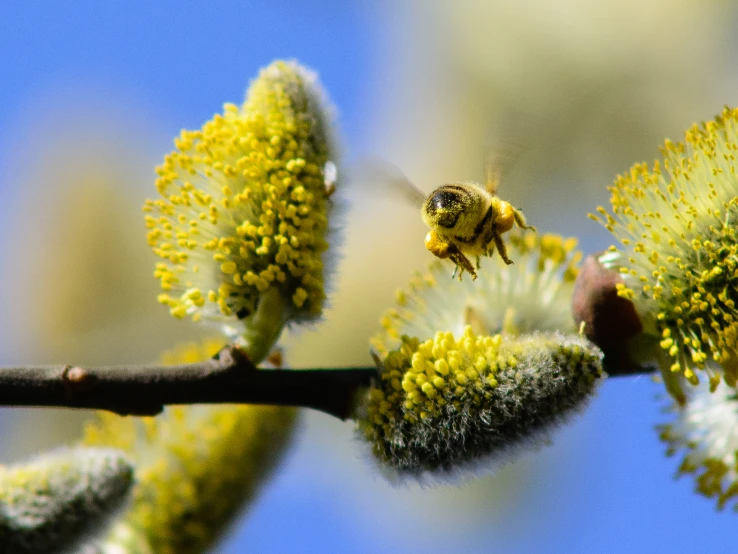 a bee that is on the nch of a tree