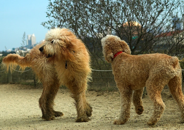 two small brown dogs standing on dirt field