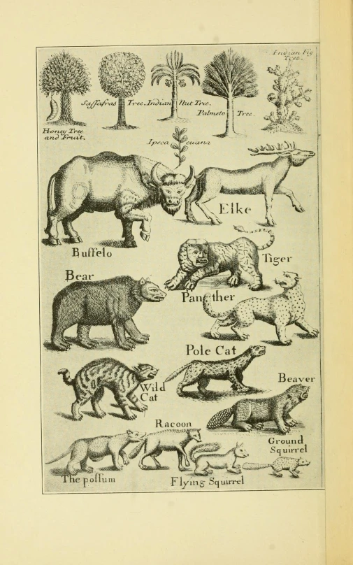 an illustration of various animals in a field