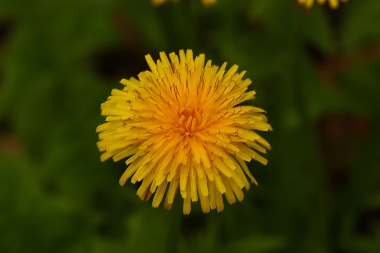 a yellow flower sitting on top of a green grass covered field