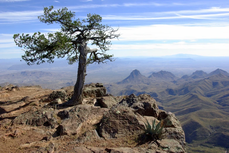 the lone tree is on the top of the mountain