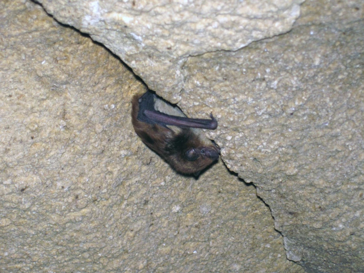 the moth is resting on the  in a rock