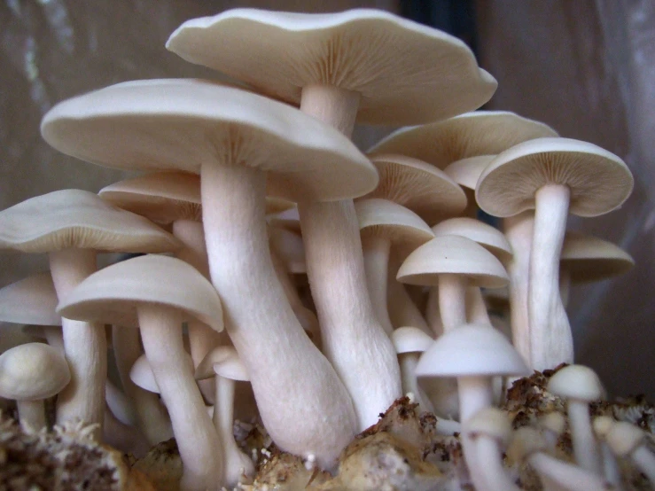 large group of mushrooms growing from the ground