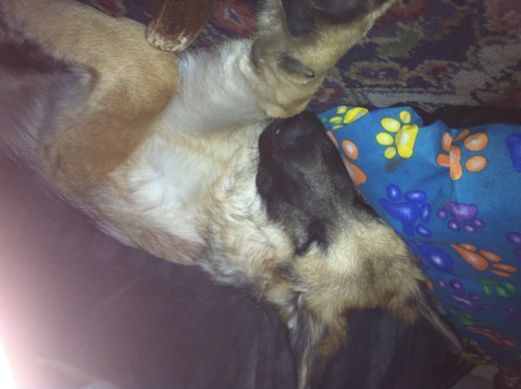 a dog lays in bed beside a colorful dog pillow